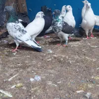 گرفتنی‌از‌برج‌۱۳‌طبقه‌غرب‌تهران