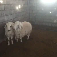 چوپان