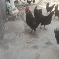 خروس محلی