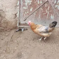 مرغ