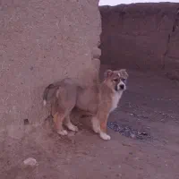 کوچوک سگ ماده نژاد دار . فوری