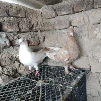 کبوتر کاشونی