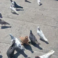 کبوتر یک لانه