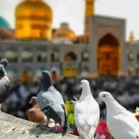 مشهد
