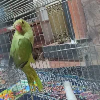 جوجه طوطی ملنگو