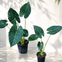 گل بابا آدم طبیعی تک به قیمت عمده فقط ۲۴۹ تومان