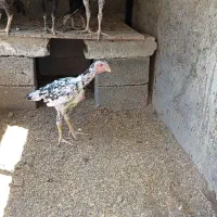جوجه لاری