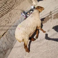 ۱عدد گوسفند بره قوچ