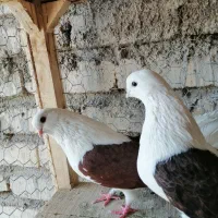 دوکت نوک ریز