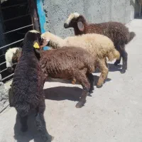 بره نر و ماده 25کیلو