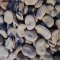 باقلا خشک مخصوص بذر