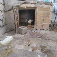 خروس|حیوانات مزرعه|مشهد, پارک کوهستان|دیوار