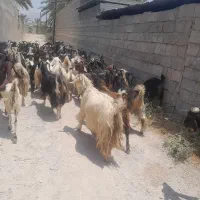 فروش۱۰۵راس بز ترکی یکدست کهره دار و میش