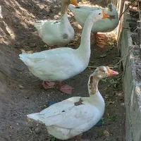 غاز حیوانات مزرعه