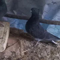 کبوتر ماده قاره خرمایی