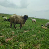 نرمیش|حیوانات مزرعه|ایذه, |دیوار
