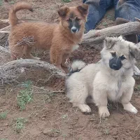 دو توله پاکوتاه