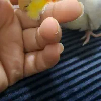 پرنده ، عروس هلندی