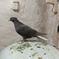 20عدد جوجه بهبهونی فسا