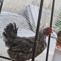 مرغ تخم گذار