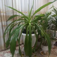 گل سوسن عنکبوتی