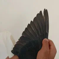 چپ و دم گلی