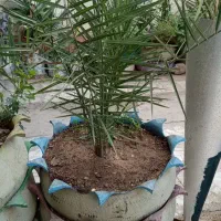 نهال نخل|گل و گیاه طبیعی|زاهدان, |دیوار