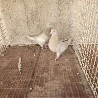 سرک سوسنی ماده ۲ عدد