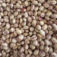 لوبیا چیتی لیزر