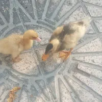 جوجه اردک ۲ماهه