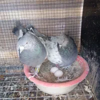 سینه سبز