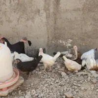 فروش مرغ وخروس محلی