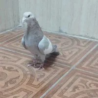 سه تا کفتر رنگی هوویی