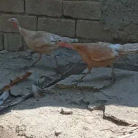 دو عدد بوقلمون ماده محلی اصل