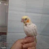 عروس هلندی دستی