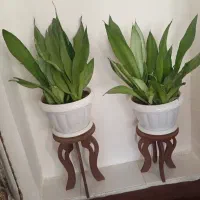 گل و گیاه