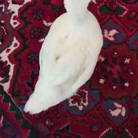 اردک سر حال و سالم