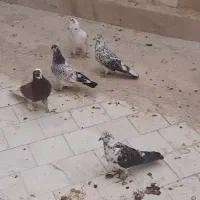 نرماده بوربوری کفتر