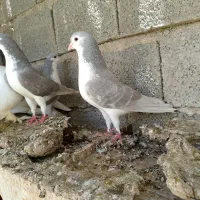 کبوتر خوش‌رنگ