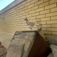 کبوتر