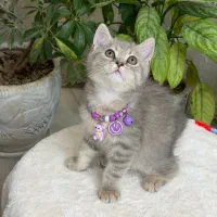 British cat|گربه|اصفهان, جلفا|دیوار