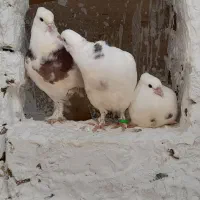 کفتر جوجه طوقی