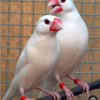 فنچ نرگسی