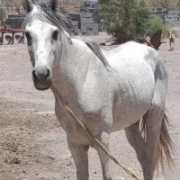 اسب نر|اسب و تجهیزات اسبسواری|کرمان, |دیوار