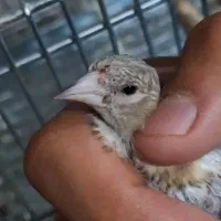 جوجه سهره نر صدرصد