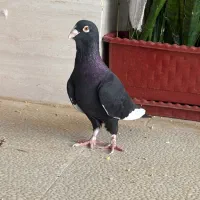 کبوتر نر قره سرور روزگاری