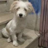 واگذاری 1 عدد سگ