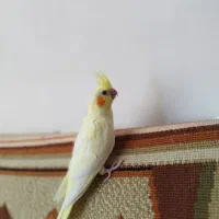 جوجه عروس هلندی