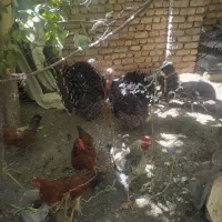 بوقلمون نر وماده خروس واردک