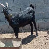 دوتا بز چاق مخصوص قصابی